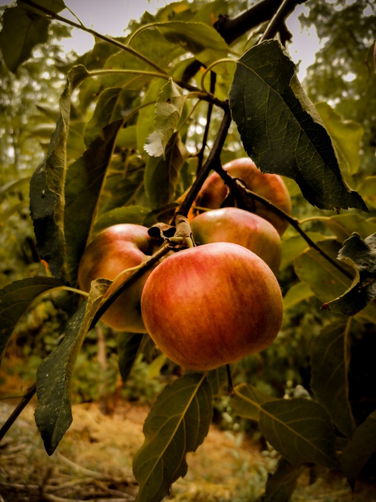 apples