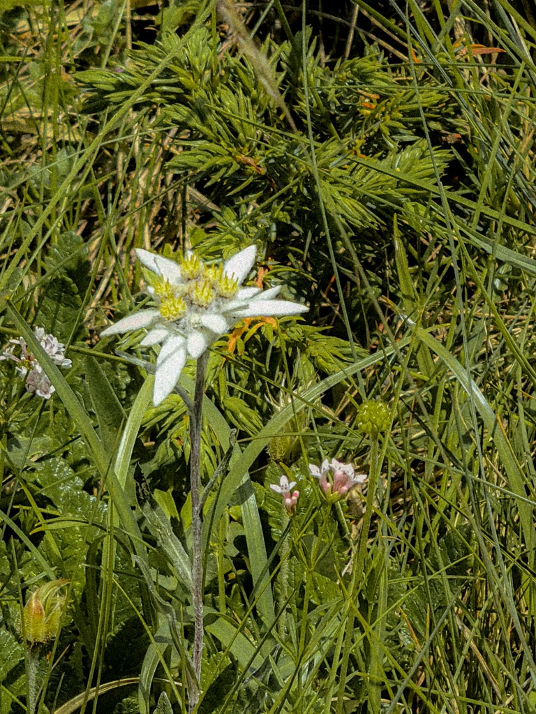 Ciucas Peak Hike romania elderflower
